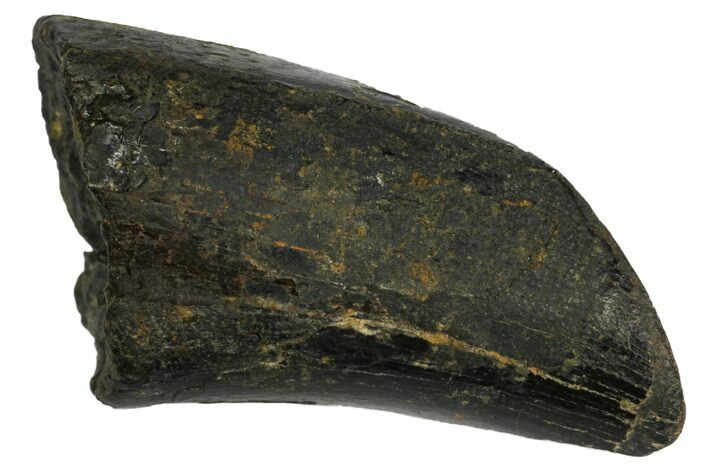 Tyrannosaur Tooth With Feeding Wear - Two Medicine Formation #145019
